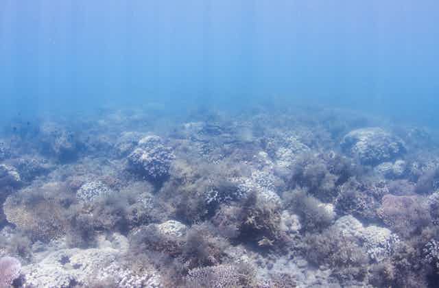 An underwater photo of pale white coral interspersed with brown patches