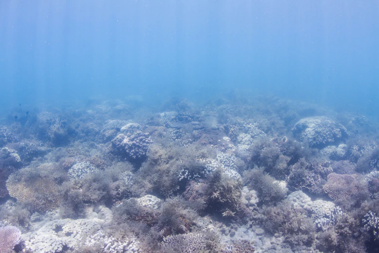 An underwater photo of pale white coral interspersed with brown patches