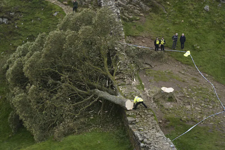 sycamore gap tree felled