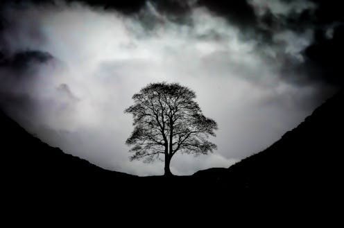 why it feels so bad to lose the iconic Sycamore Gap tree and others like it