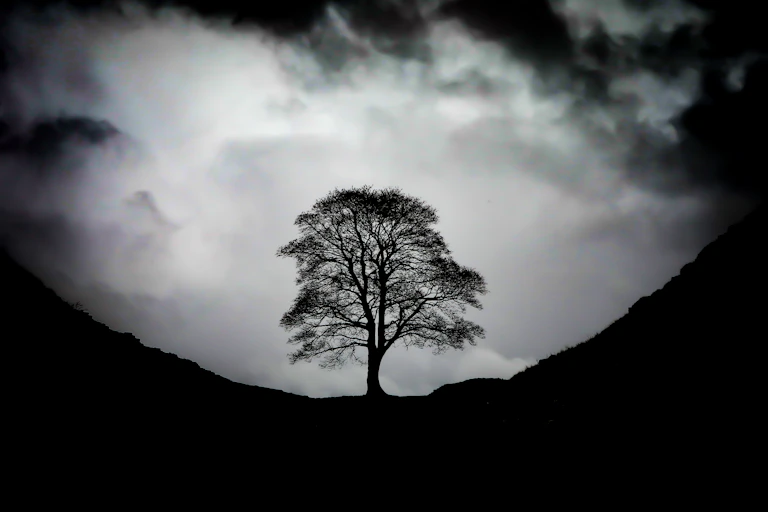 sycamore gap tree