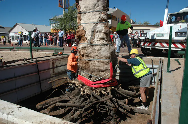 queensland tree of knowledge poisoned