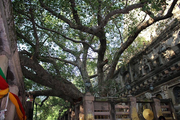 Mahabodhi Temple sacred fig