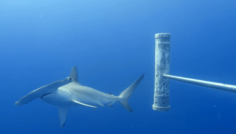 A close-up of a scalloped hammerhead shark filmed by a robotic camera underwater
