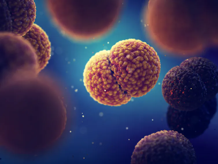 Neisseria meningitidis