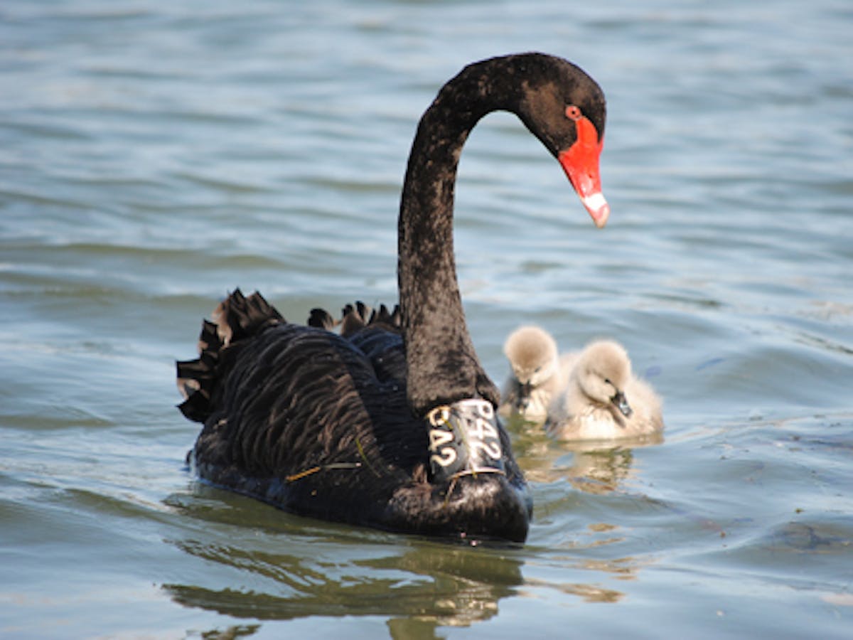 vækstdvale emulering punkt Citizen scientists, the black swan needs you