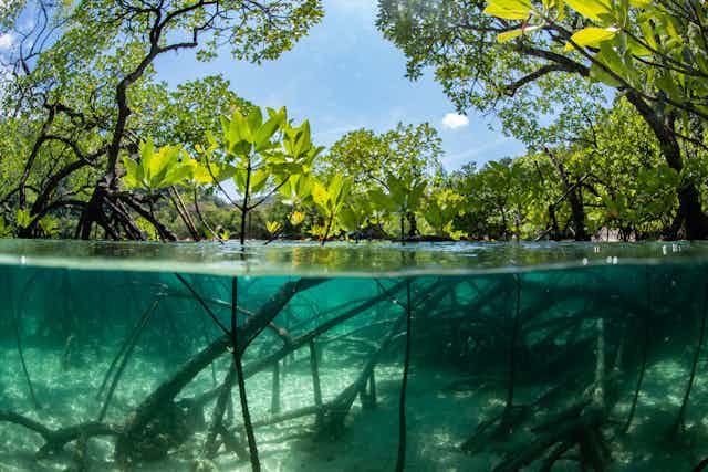 mangrove forest and sea