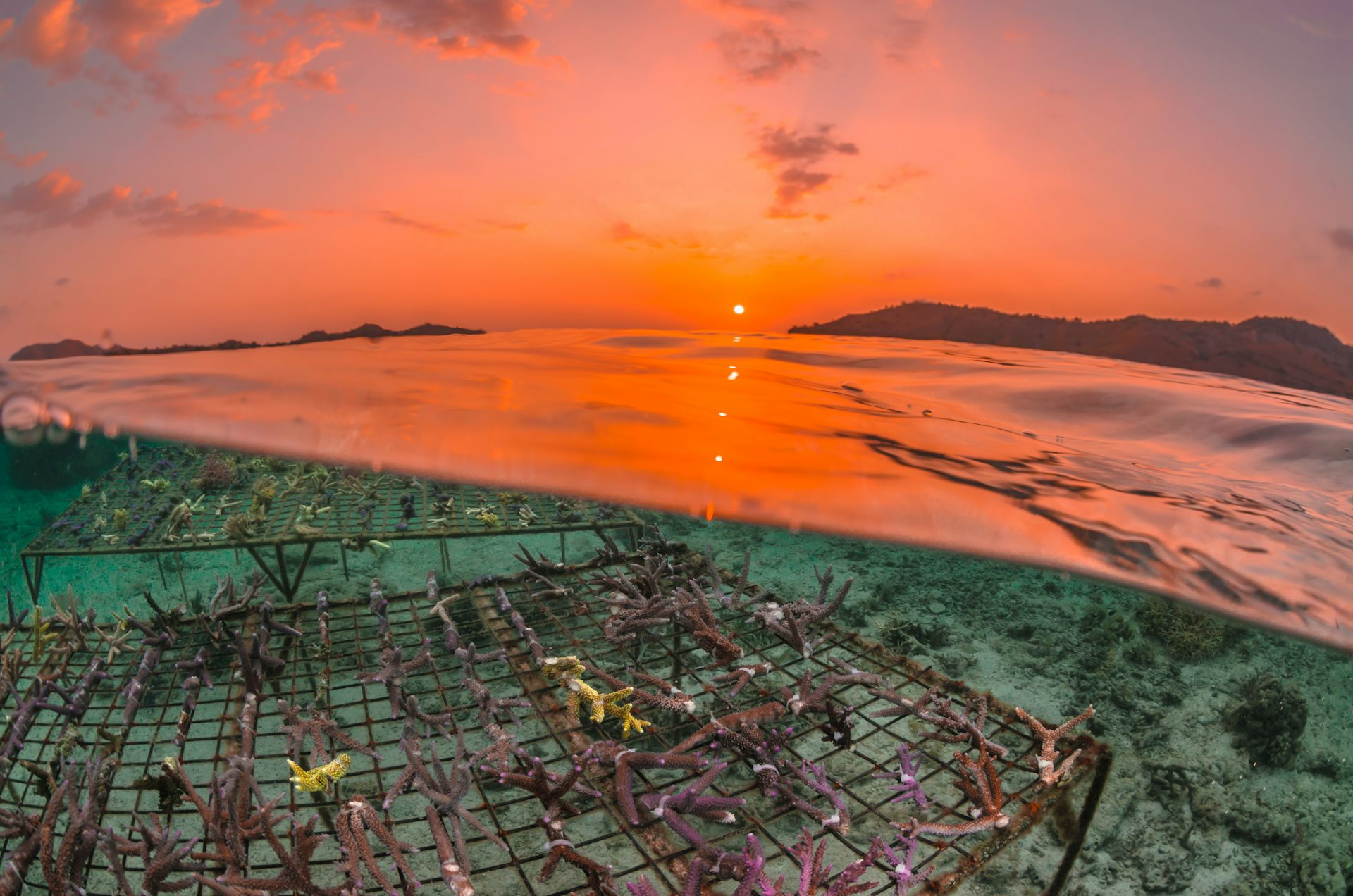 Bisnis besar mengklaim telah membantu memulihkan ekosistem&ndash;tapi buktinya minim