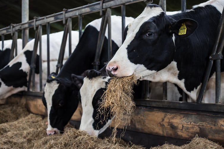 Black and white cows eating hay in the farm stable.