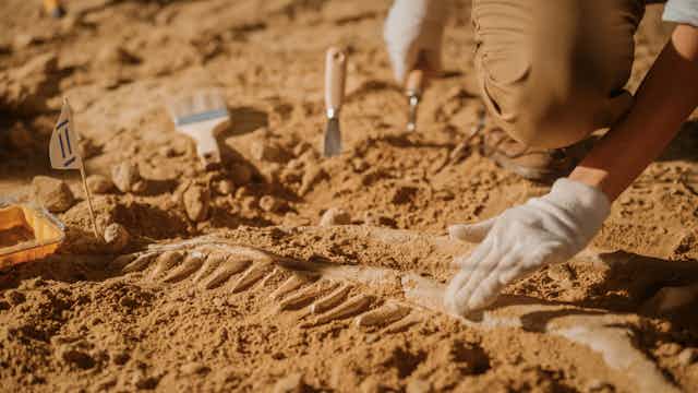 Paleontologist cleaning dinosaur skeleton