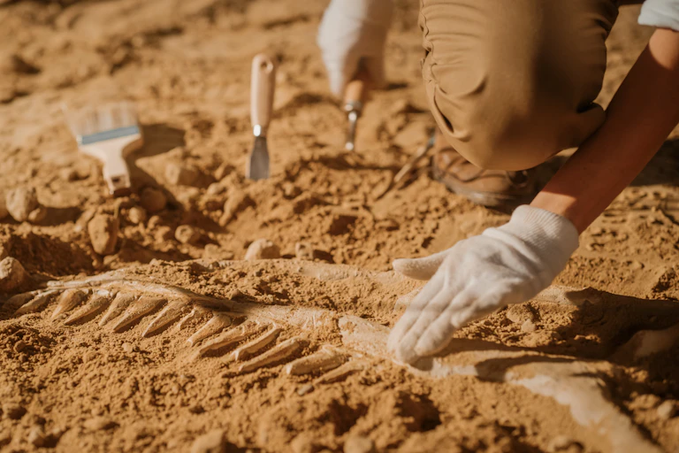 Paleontologist cleaning dinosaur skeleton