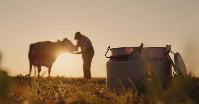 The silhouette of a farmer standing near a cow. Milk cans in the foreground.