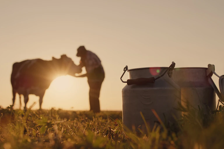 The silhouette of a farmer standing near a cow. Milk cans in the foreground.