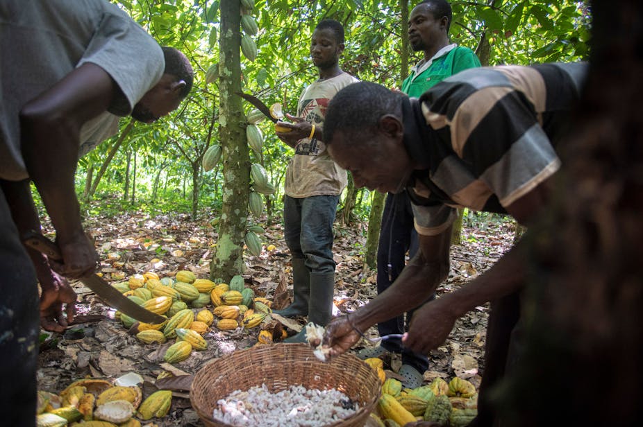 Men harvesting cocoa on a farm.