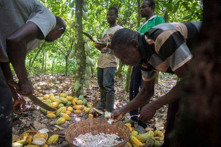 Men harvesting cocoa on a farm.