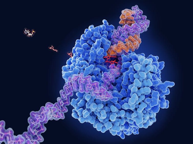 Illustration of Remdesivir blocking a viral RNA polymerase from replicating RNA