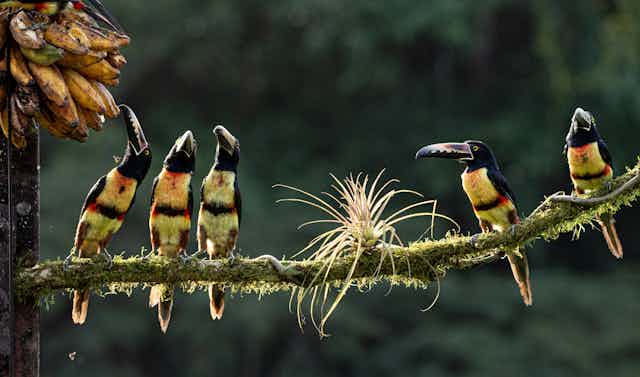 Grupo de pássaros coloridos sentados em um galho na Costa Rica