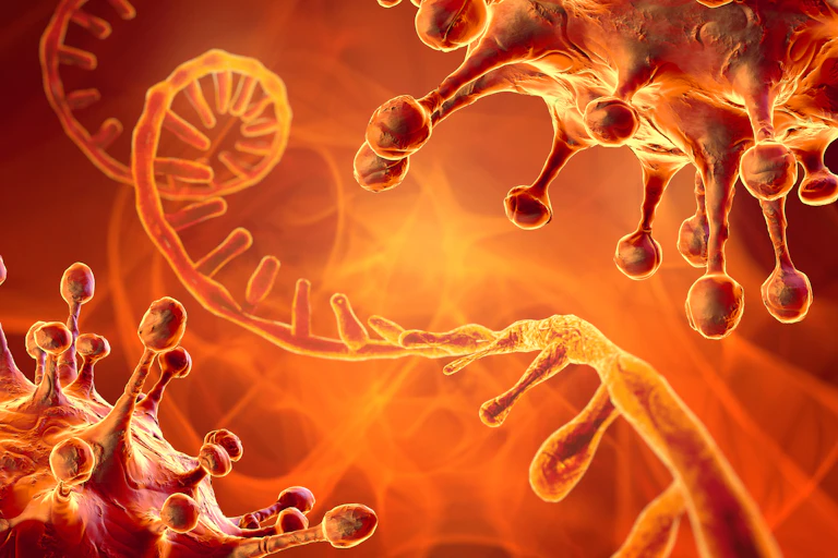 Illustration of two coronaviruses surrounding an RNA strand