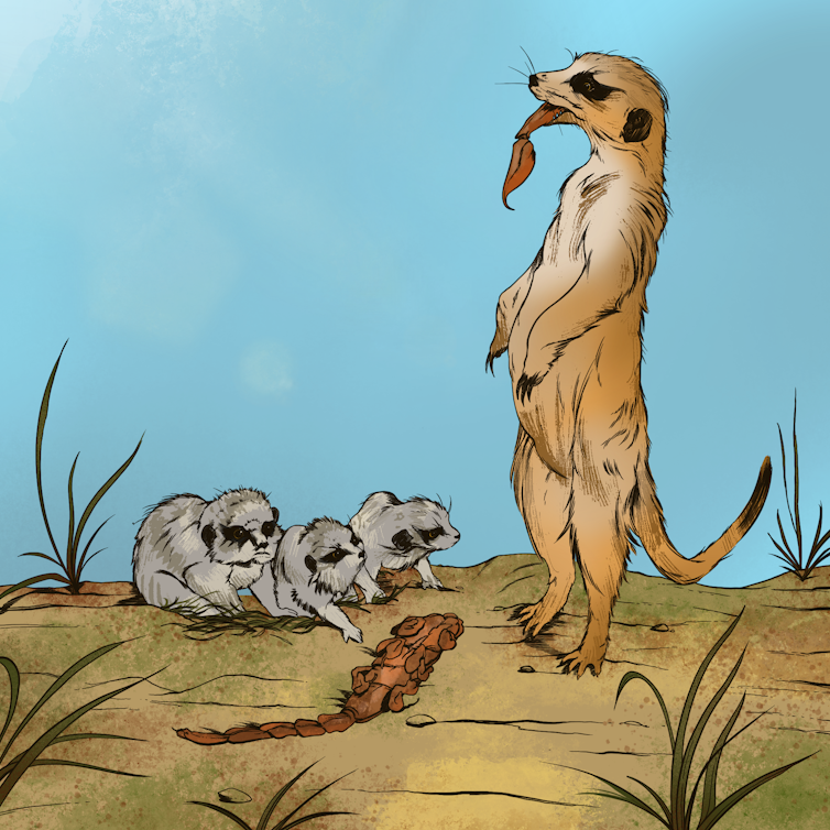 Artwork by Keegan Currier illustrates how meerkats school their children in scorpion hunting. A meerkat teacher demonstrates how to remove the stinger before eating the scorpion.