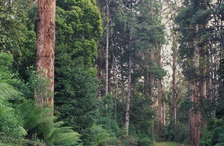 mountain ash forest