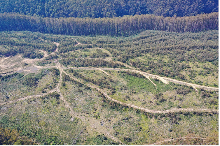 mountain ash forest failing to regenerate