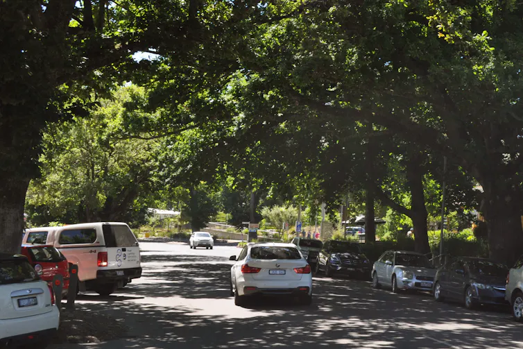 marysville street trees