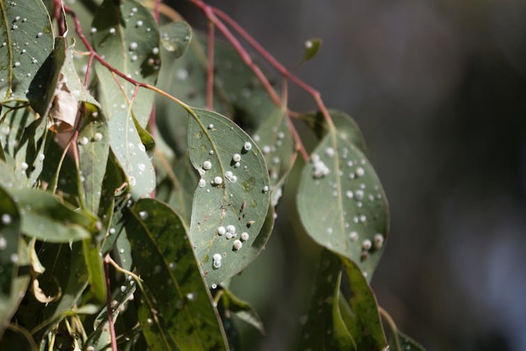 lerp insects sucking sap gum tree
