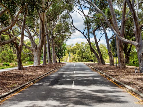 Early heat and insect strike are stressing urban trees – even as canopy cover drops