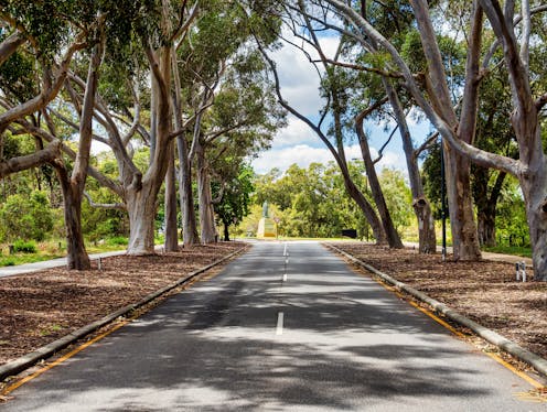 Early heat and insect strike are stressing urban trees – even as canopy cover drops