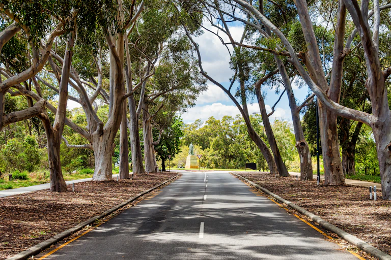 street trees