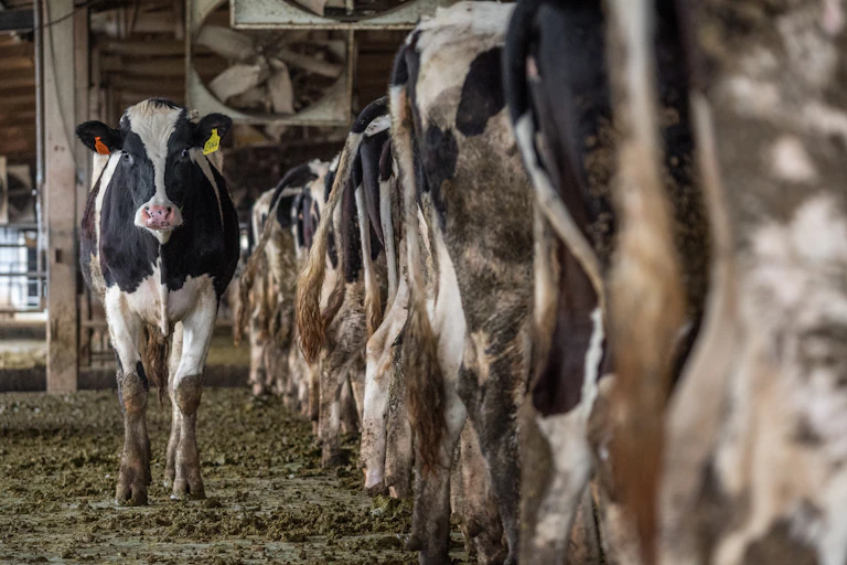 Photo de vaches dans un élevage
