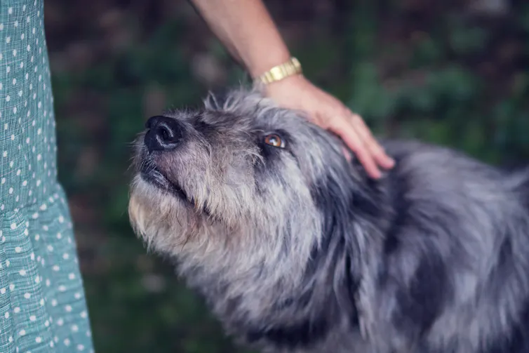 Une femme caresse un chien