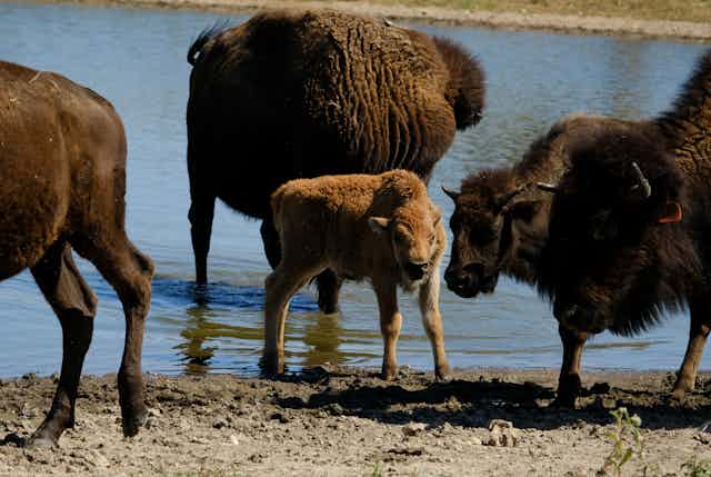 A  bison calf stands with three adults from the herd near a pond.