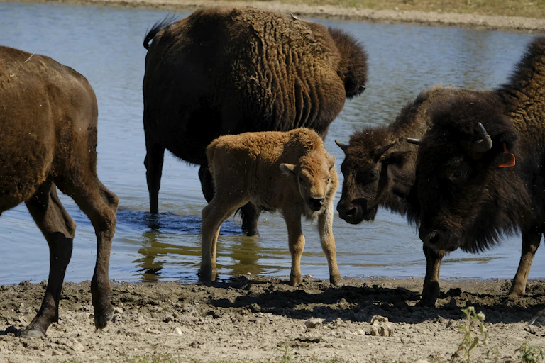 A bison calf stands with three adults from the herd near a pond.