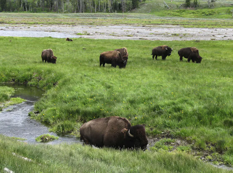 A few bison Bison graze near a stream.