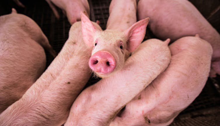 Des cochons dans un élevage.