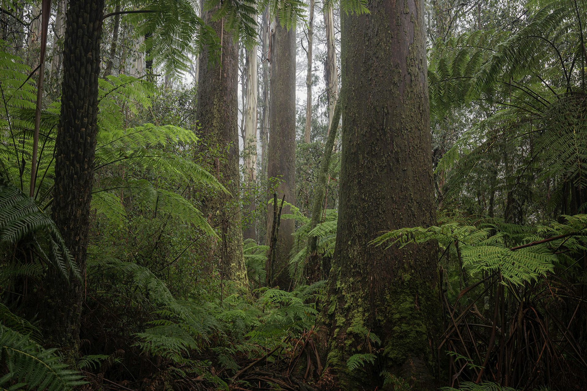 It S Not Just Victoria S Iconic Mountain Ash Trees At Risk It S Every   File 20231005 17 R8pz6x 