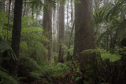 It's not just Victoria's iconic mountain ash trees at risk – it's every species in their community