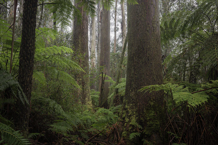 mountain ash forest