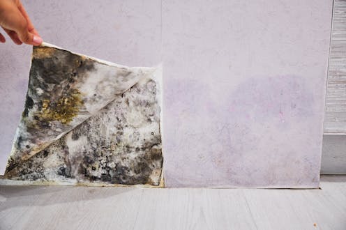How do I know if a rental house is mouldy before I sign the lease? 12 things to check