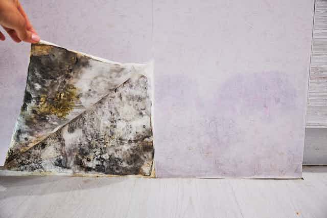 A person peels back wallpaper to reveal mould.