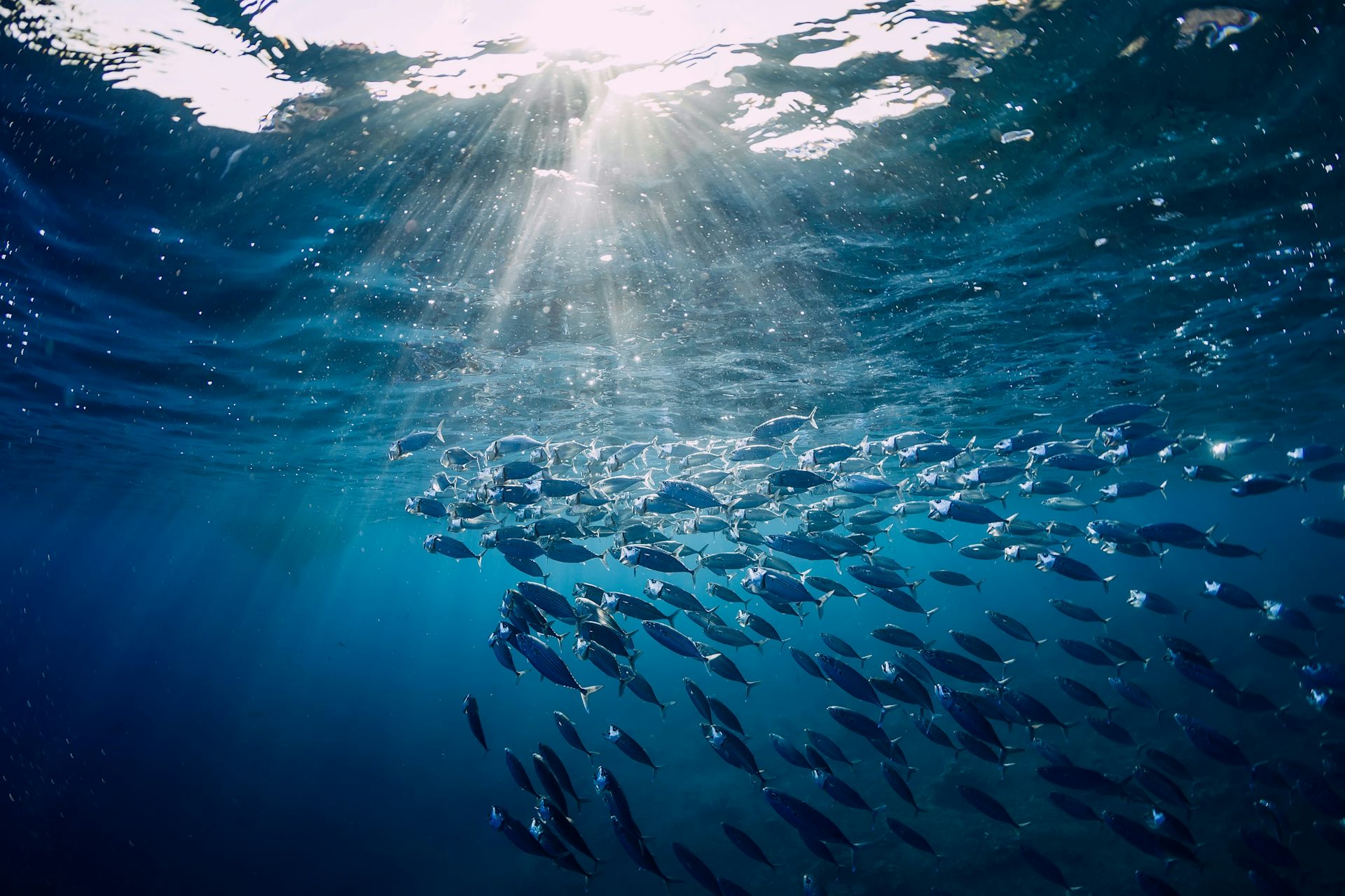 A shoal of fish swims beneath the ocean surface