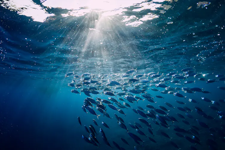 A shoal of fish swims beneath the ocean surface
