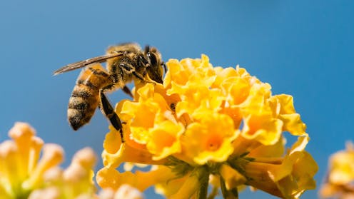 ‘Phantom decoys’ manipulate human shoppers – but bees may be immune to their charms