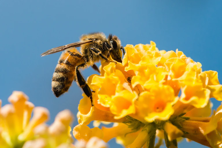 Honeybee on a yellow flower
