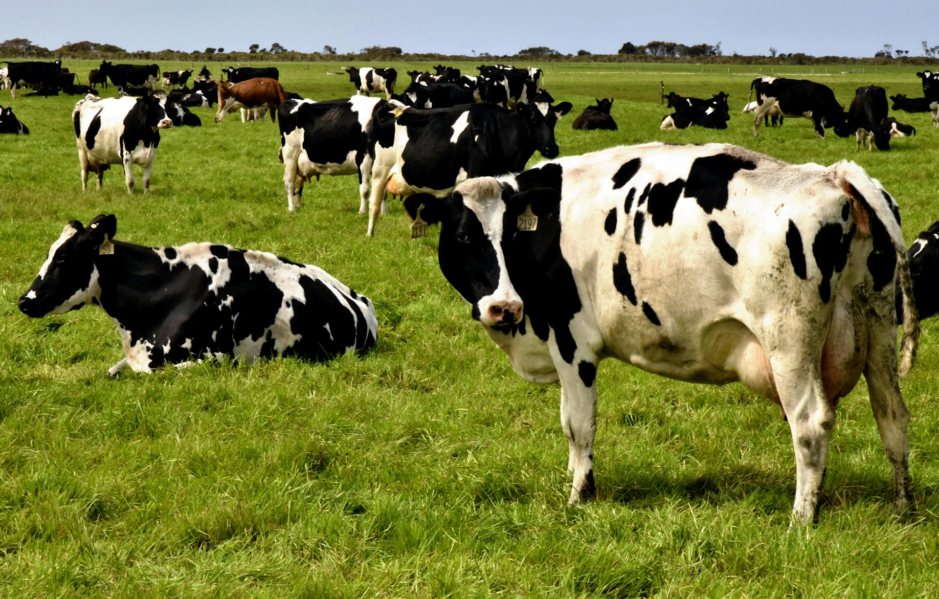Cattle in Tasmania