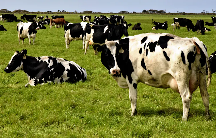 Cattle in Tasmania