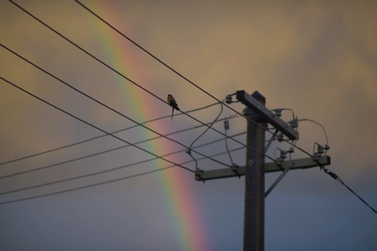 Bird sitting on electricity wires in Canberra