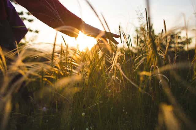 Person runs their hand through long grass at sunset