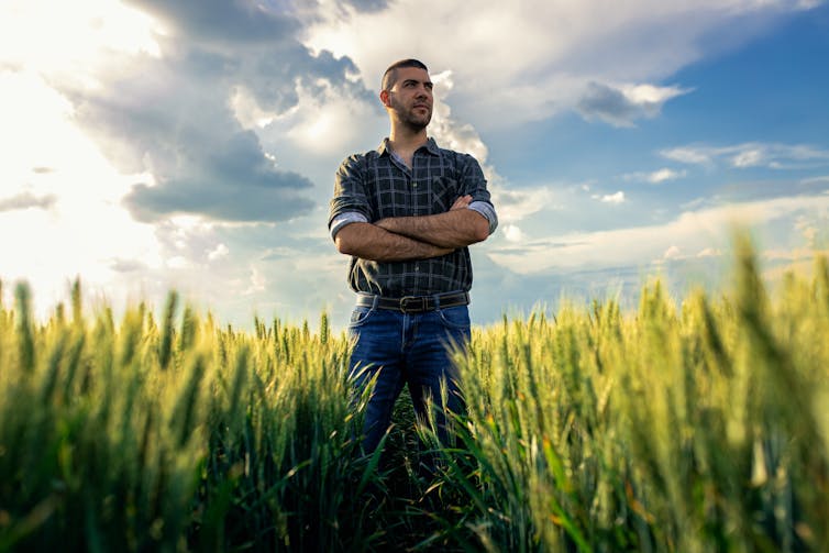 Man stands in shirt sleeves in wheat field